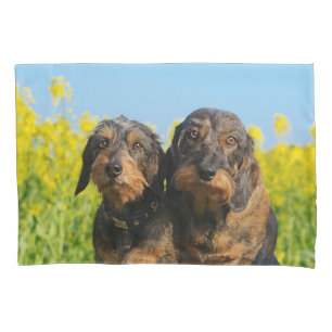 Dois Cobrir Fotográfico Dachshund Dackel Cute Dach