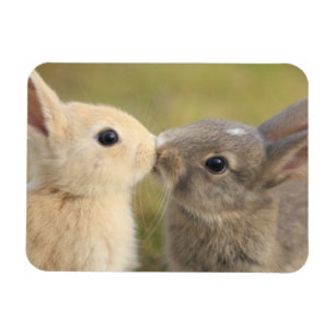 Dois coelhos que beijam o ímã do retângulo