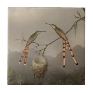 Dois colibris com seus jovens