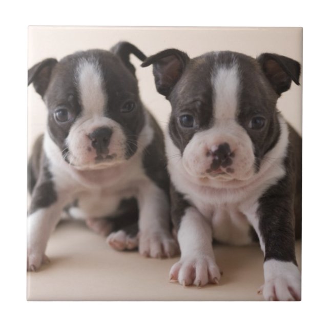 Dois filhotes de cachorro de Boston Terrier (Frente)