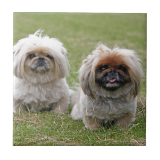 Dois filhotes de cachorro pequenos felizes