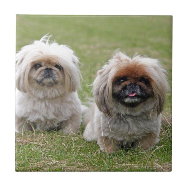 Dois filhotes de cachorro pequenos felizes (Frente)