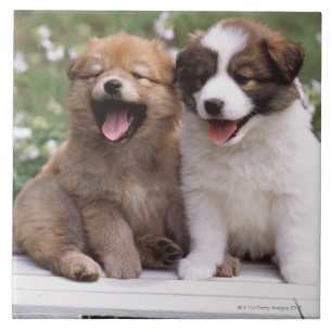 Dois filhotes de cachorro que sentam-se junto