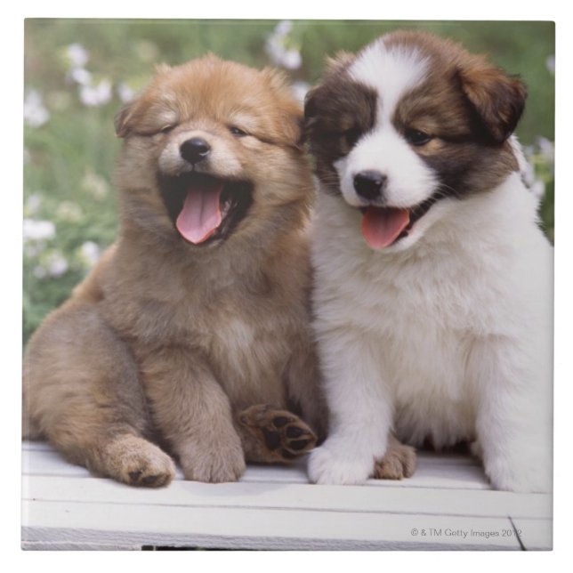 Dois filhotes de cachorro que sentam-se junto (Frente)