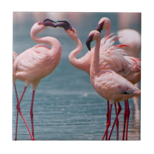 Dois Flamingos Menores Machos (Phoenicopterus Mino