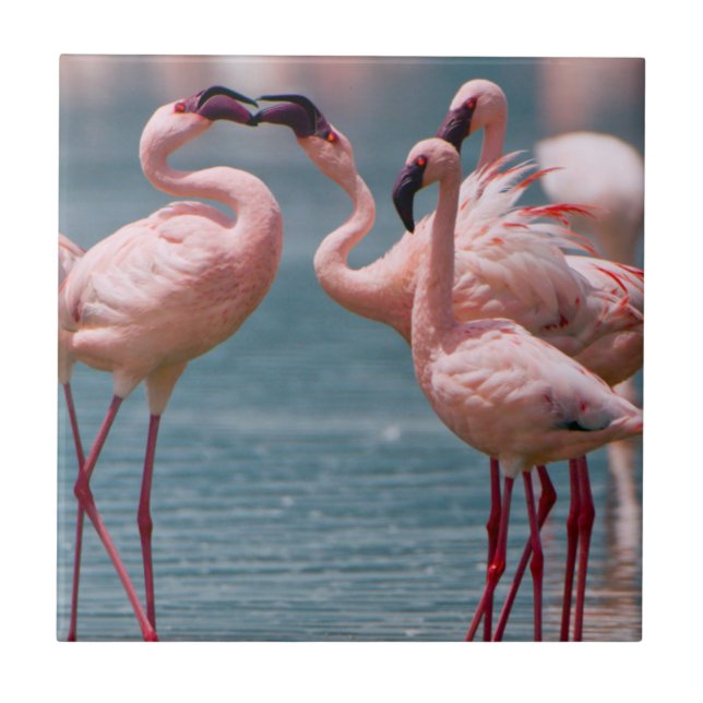Dois Flamingos Menores Machos (Phoenicopterus Mino (Frente)