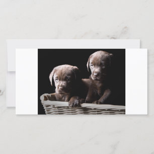 Dois Fuppies Labrador de Chocolate