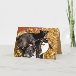 Dois gatos no cartão de saudação apaixonado