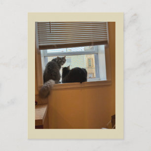 Dois Gatos no Cartão Postal da Janela