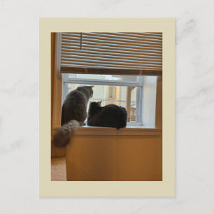 Dois Gatos no Cartão Postal da Janela