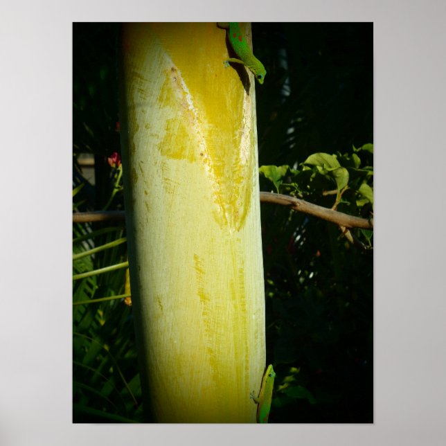 Dois hawaii geckos poster (Frente)