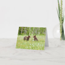 Dois jovens amigos de urso pardo dobraram o cartão