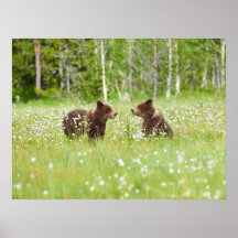 Dois jovens amigos do urso pardo poster