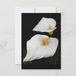 Dois lírios de Calla #9