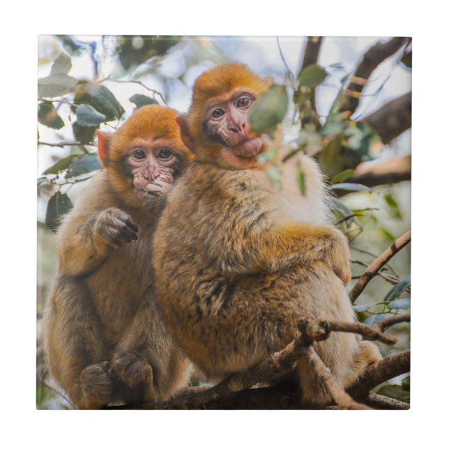 Dois Macacos Cortes (Frente)