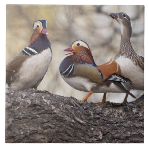 Dois machos disputando uma fêmea de pato-mandarim
