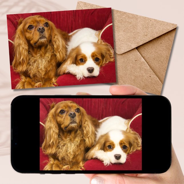 Dois Melhores Amigos CKCS Ruby E Cartão Blenheim (Criador carregado)