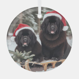 Dois novatos pretos em um trenó