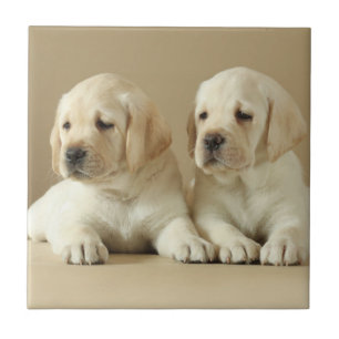 Dois Ouros De Labrador