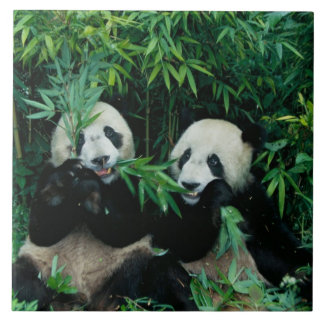 Dois pandas comendo bambu juntos, Wolong