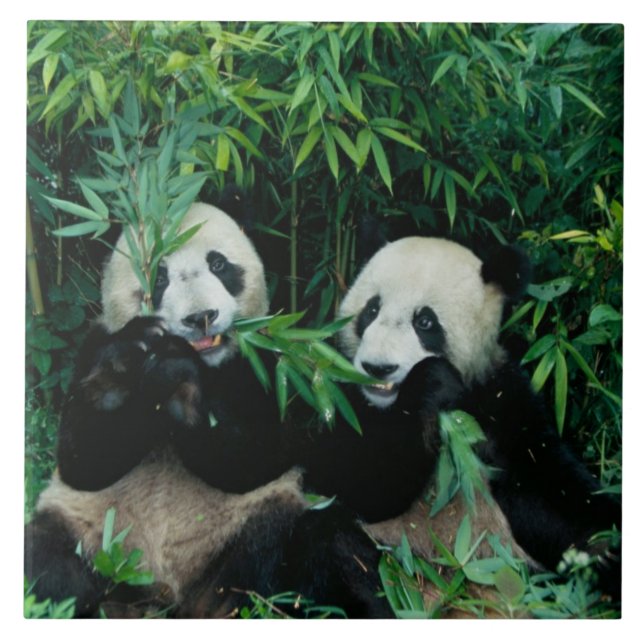 Dois pandas comendo bambu juntos, Wolong (Frente)