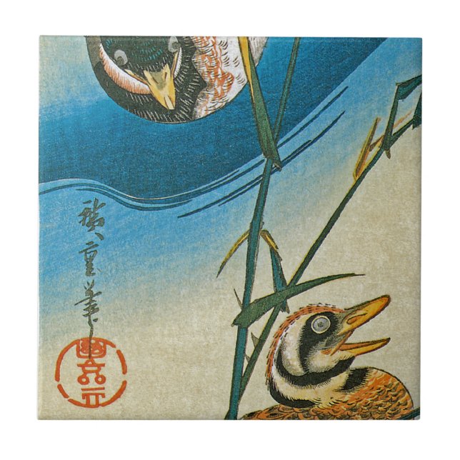 Dois Patos Nadando Entre As Sementes (Frente)