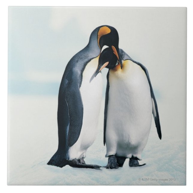 Dois pinguins afectuosos (Frente)