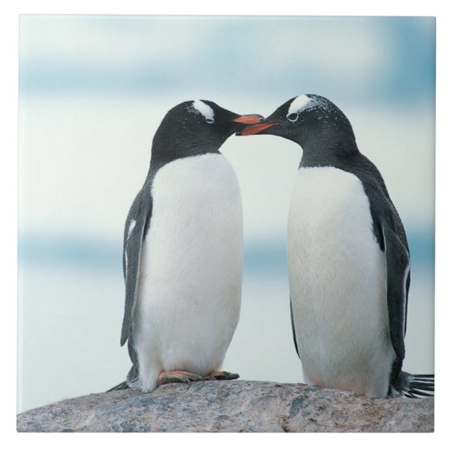 Dois pinguins que tocam nos bicos (Frente)