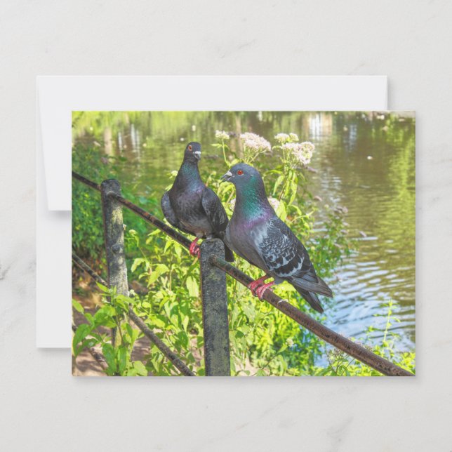 Dois pombos. Roath Park Lake, Cardiff, Gales (Frente)