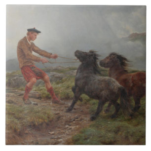Dois Pôneis Shetland numa Paisagem Terrestre Mistu