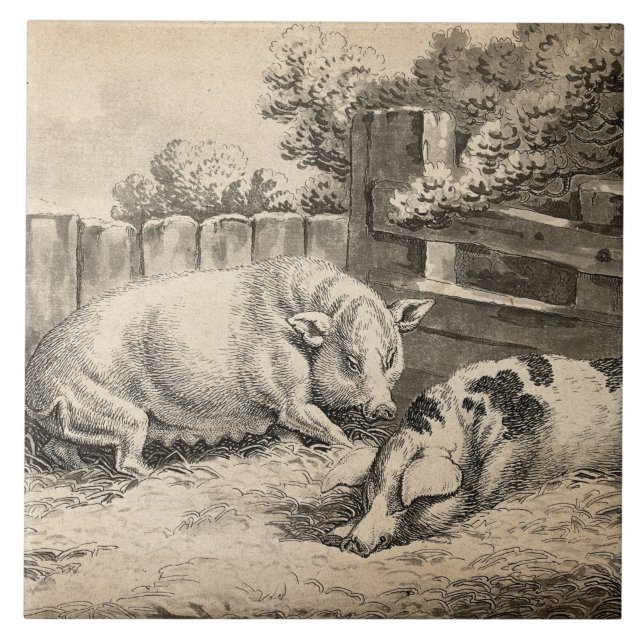 Dois porcos deitados com palha numa Caneta ao ar l (Frente)