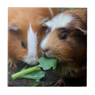 Dois Porcos Gelados Comendo Verdes