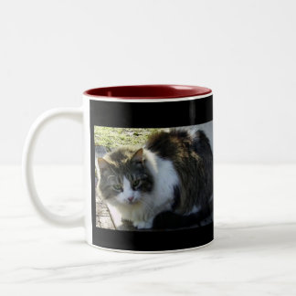 Dois tonificaram a caneca do gatinho