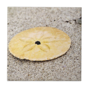 Dólar de areia afortunado