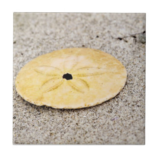 Dólar de areia afortunado