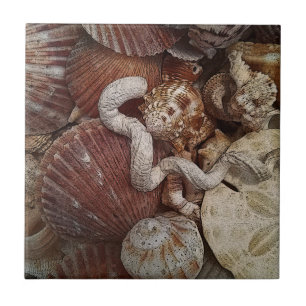 Dólar de areia Beachy dos Seashells