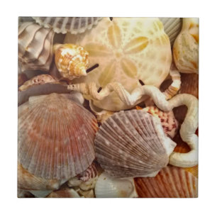 Dólar de areia Beachy dos Seashells