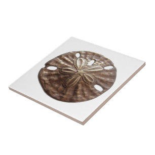 Dólar de areia de bronze