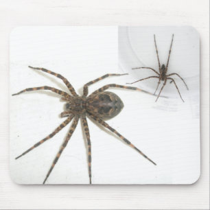 Dolomedes Female & Masculino Mousepad