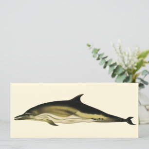 Dolphin Delphinus Delphis, Vintage Mamíferos Marin