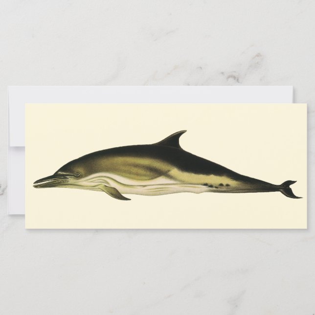 Dolphin Delphinus Delphis, Vintage Mamíferos Marin (Frente)