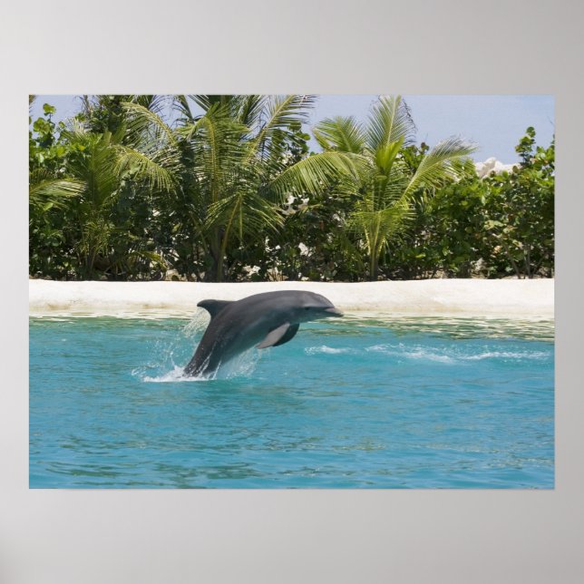 Dolphin Jumping Tropical Beach Poster (Frente)
