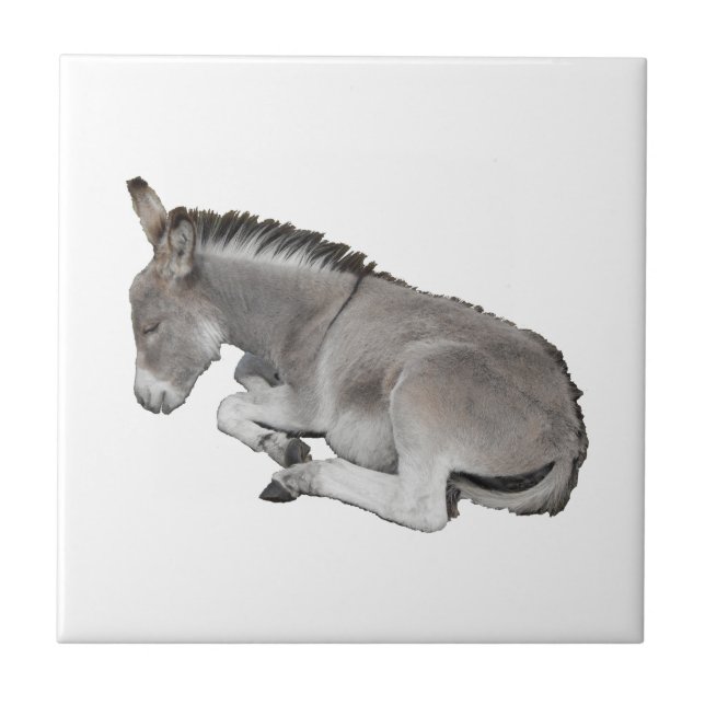 Donkey Foal (Frente)