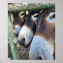 Donkey Love Poster