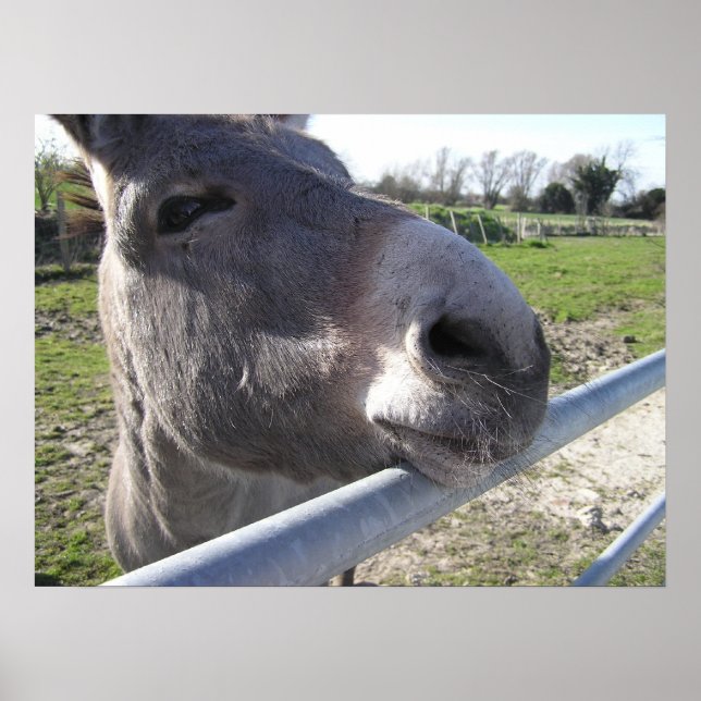 Donkey Poster (Frente)