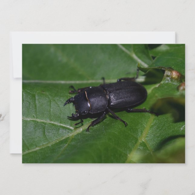 Dorcus parallelipipedus , o escaravelho inferior (Frente)