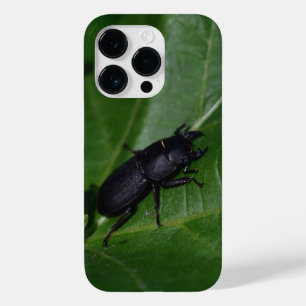 Dorcus parallelipipedus , o escaravelho inferior
