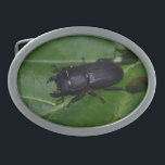 Dorcus parallelipipedus , o escaravelho inferior<br><div class="desc">Dorcus parallelipipedus ,  o escaravelho menor,  Lucanidae,  Coleoptera,  Inseto,  fotografei-o no meu Jardim. Foto por Krisi ArtKSZP ,  More in Store Category >>> Fotografia natural >> Insetos >> Outra</div>