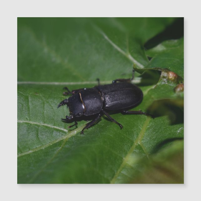 Dorcus parallelipipedus , o escaravelho inferior (Frente)