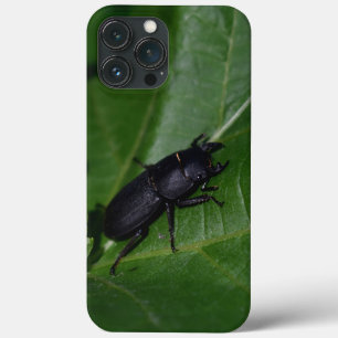 Dorcus parallelipipedus , o escaravelho inferior
